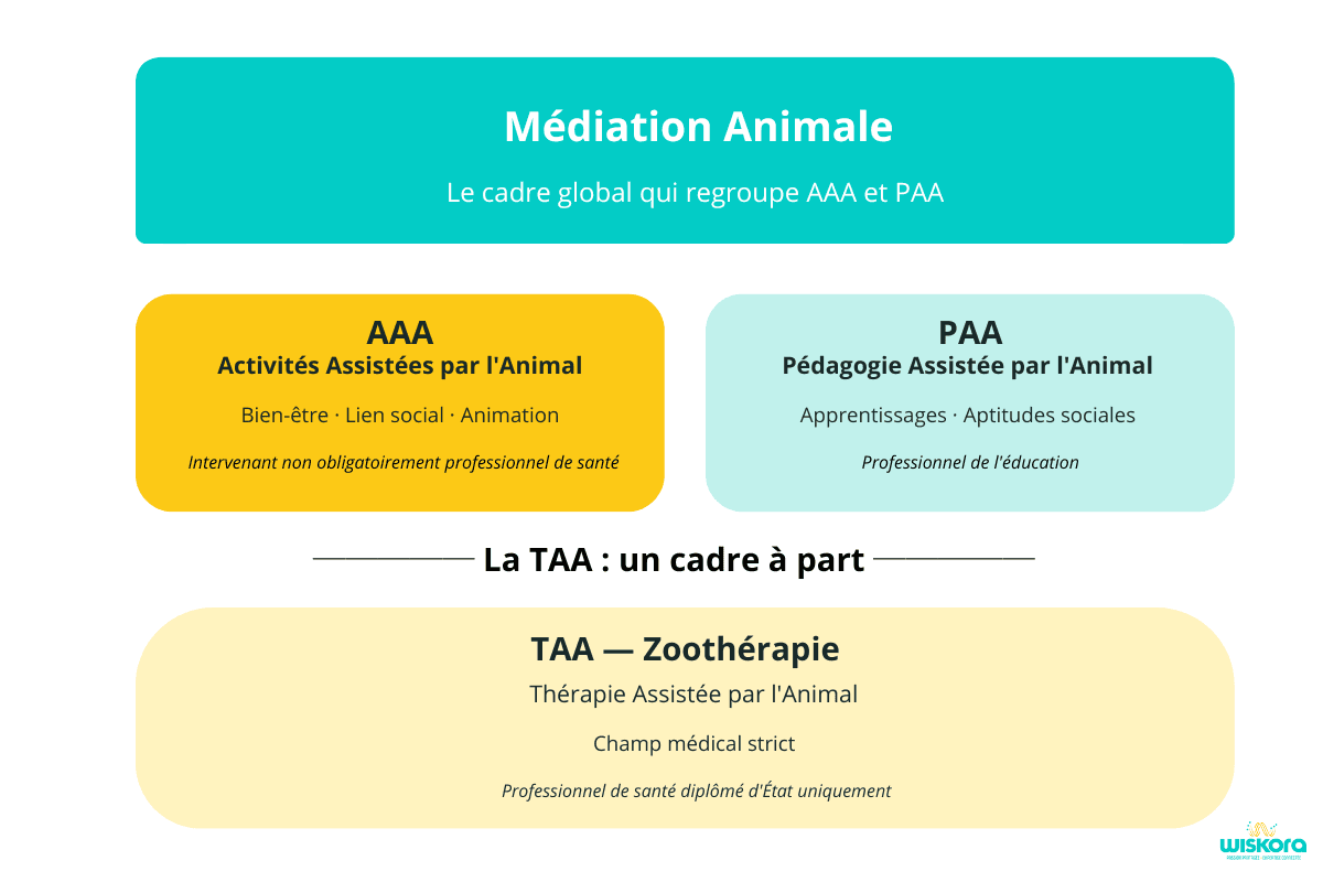 Schéma médiation animale TAA AAA PAA différences professionnels animaliers